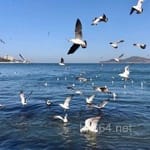 Avatar of Abdul Rahman